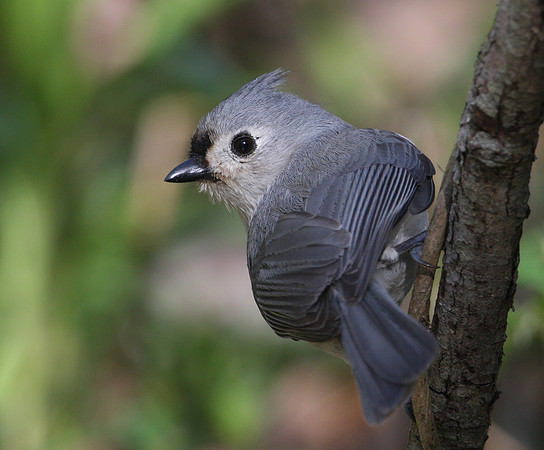 Tufted Titmouse