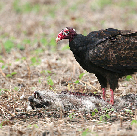 Turkey Vulture and Raccoon Carcass