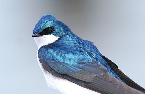 Tree Swallow