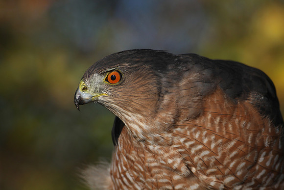 Cooper's Hawk - with prey