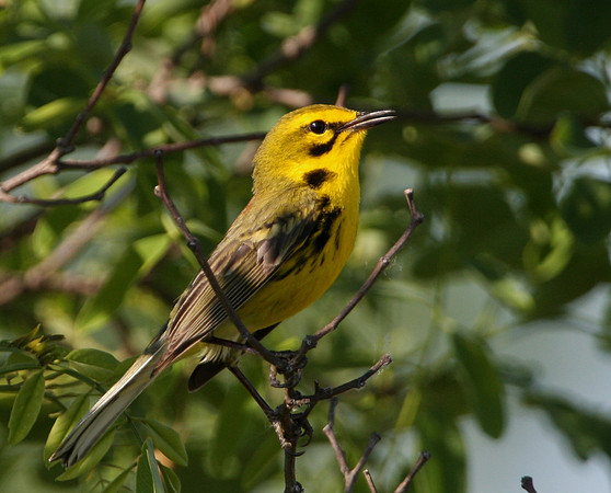 Prairie Warbler - Braidwood IL