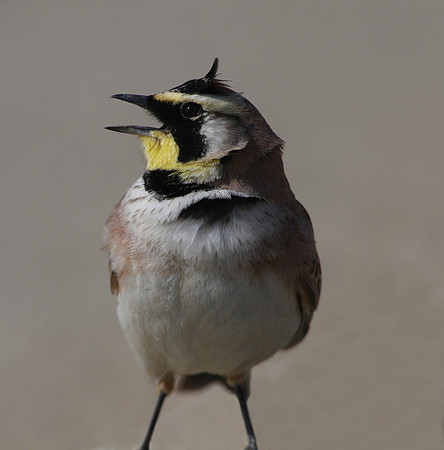 Horned Lark