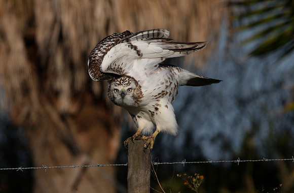 Red-tailed Hawk