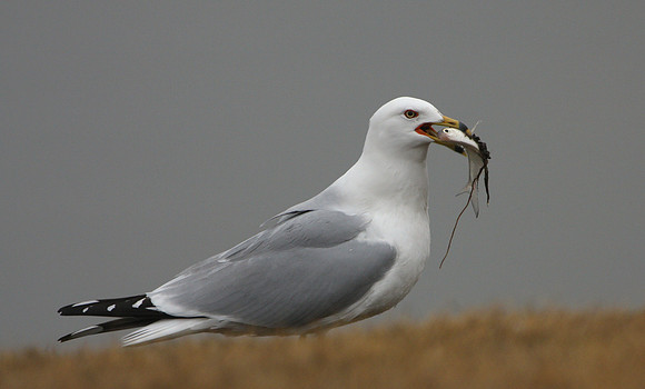 Ring-billed Gull (with catch)