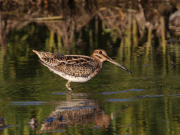 Wilson's Snipe