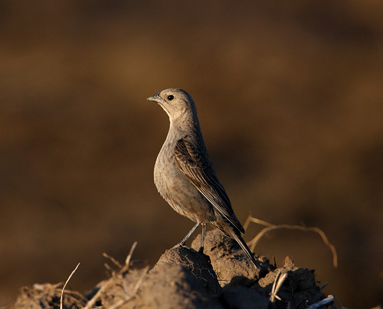Brown-headed Cowbird