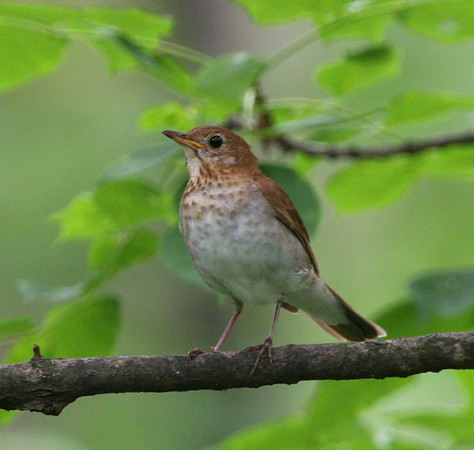 Veery