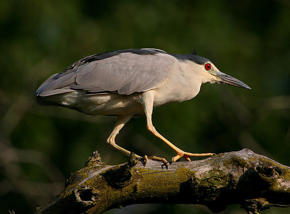 Black Crowned Night Heron