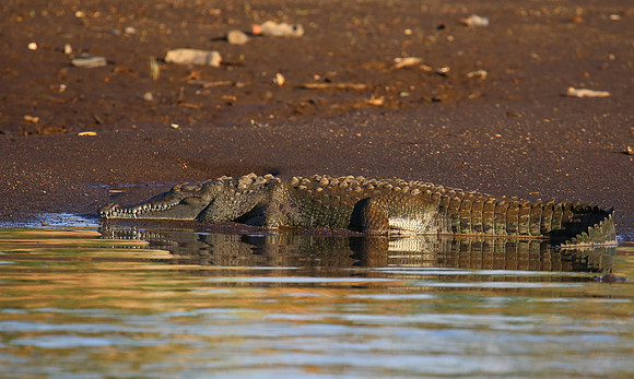 American Crocodile - Tarcol River, Costa Rica