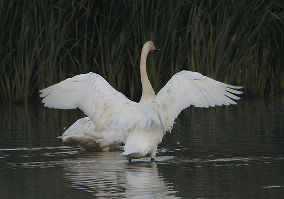 Trumpeter Swan