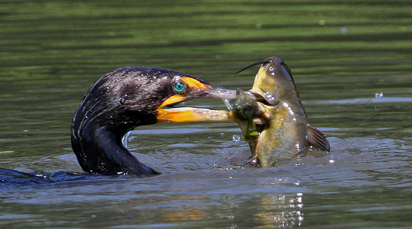 Double-crested Cormorant with catfish.