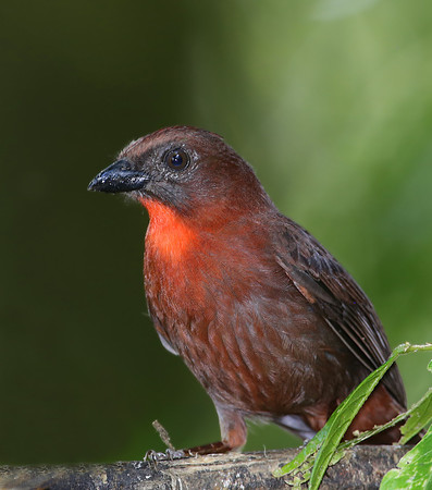Red-throated Ant-Tanager - Selva Verde, Costa Rica
