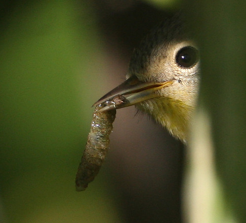 Nashville Warbler