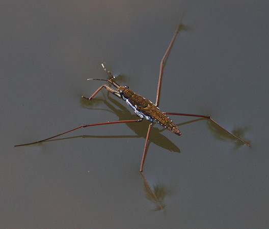 Common Water Strider