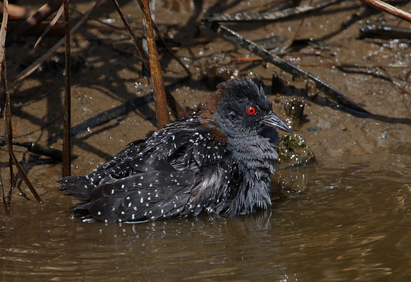 Black Rail Anahuac National Wildlife Refuge, Texas