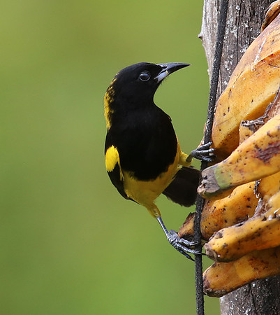 Black-cowled Oriole - Laguna Lagarto, Costa Rica