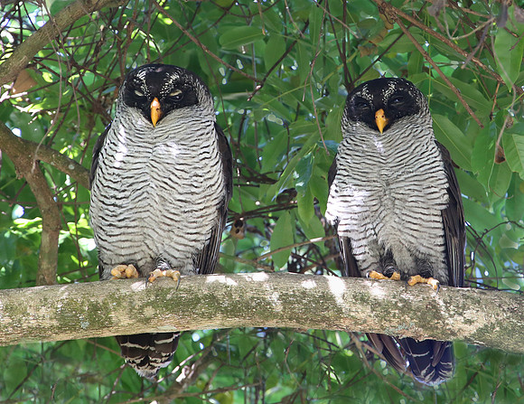 Black-and-white Owl - Tarcol River, Costa Rica