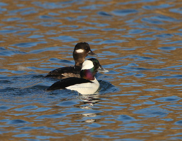 Bufflehead