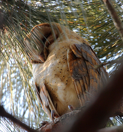 Barn Owl