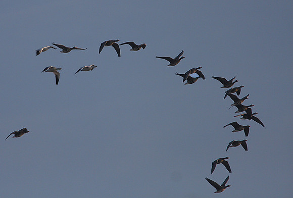 Greater White-fronted Goose