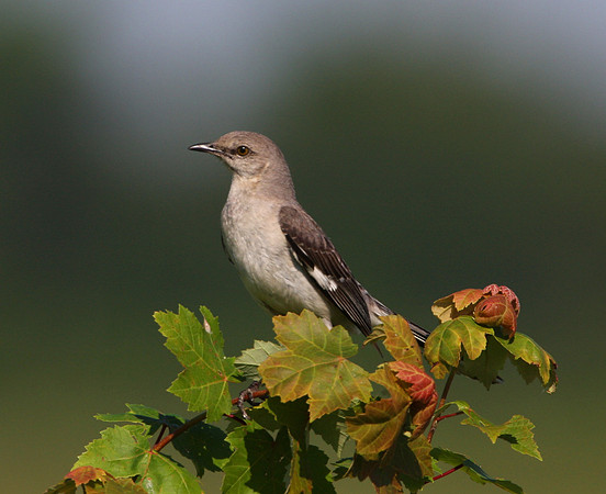 Northern Mockingbird