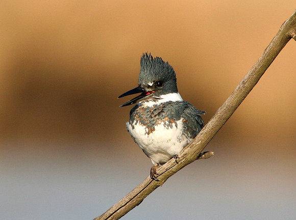 Belted Kingfisher (and nest)
