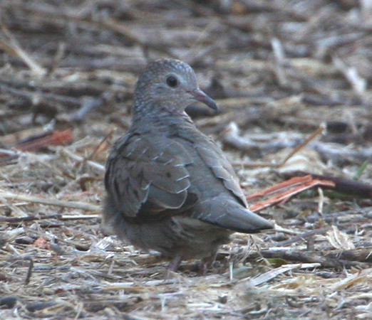 Common Ground-Dove Santa Ana Texas