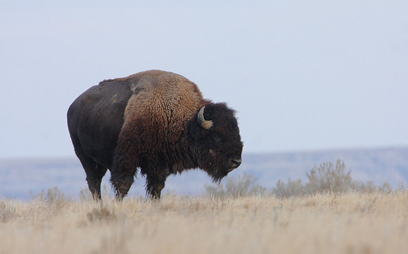 American Bison - Badlands, South Dakota
