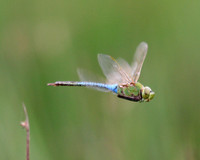 Common Green Darner Dragonfly (Flight)