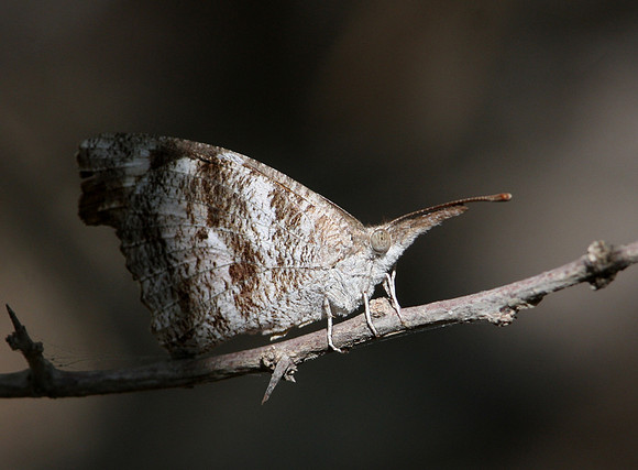 Pale Snout Butterfly