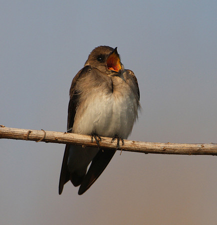 Northern Rough-Winged Swallow