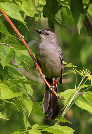 Gray Catbird