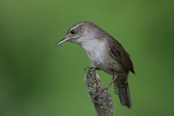 House Wren