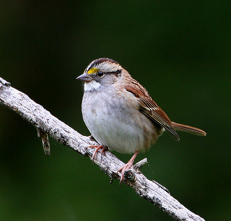 White-throated Sparrow