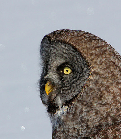 Great Gray Owl