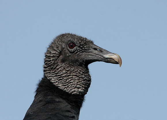 Black Vulture