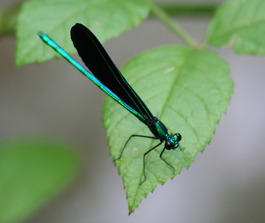 Ebony Jewelwing