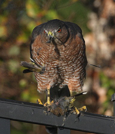 Cooper's Hawk with Prey