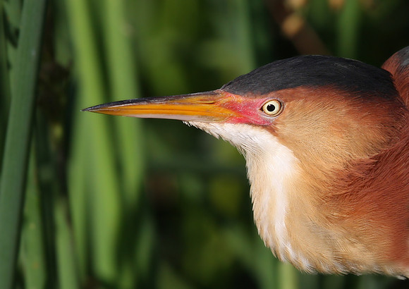 Least Bittern Closeup