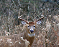 White-tailed Deer (Buck 8 Point)