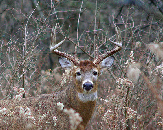 White-tailed Deer (Buck 8 Point)