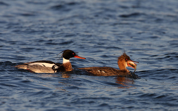 Red-breasted Merganser