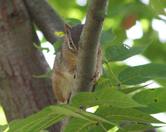 Eastern Chipmunk