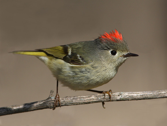 Ruby-crowned Kinglet