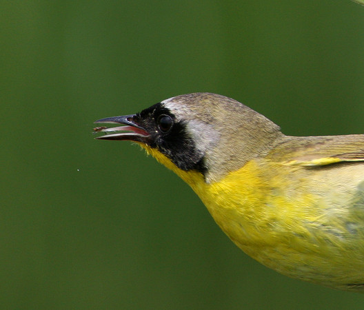 Common Yellowthroat