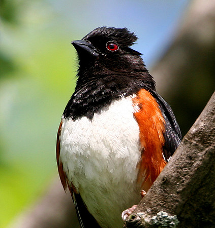 Eastern Towhee