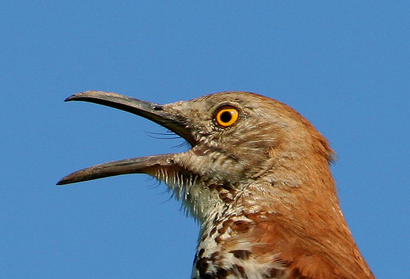 Brown Thrasher