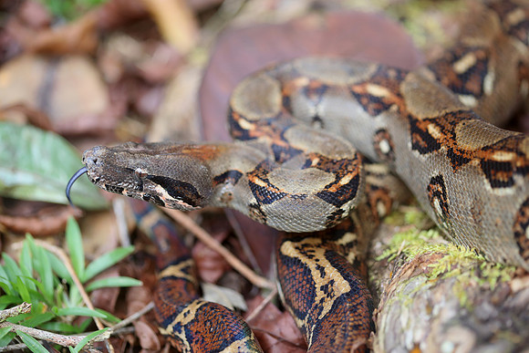 Boa Constrictor - Laguna Lagarto, Costa Rica