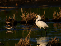 Snowy Egret