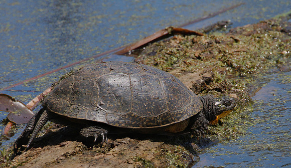 Blanding's Turtle